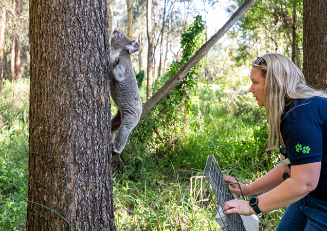 Koala being released back into the wildlife by an RSPCA team member.